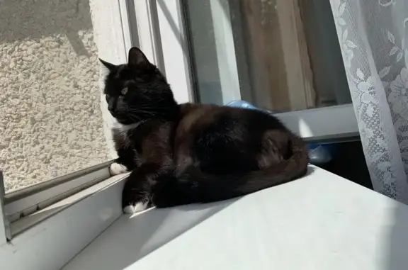 Кошки потеряшки, Чебоксары, фото: Потеряшка кот, ул. Ахазова, Чебоксары