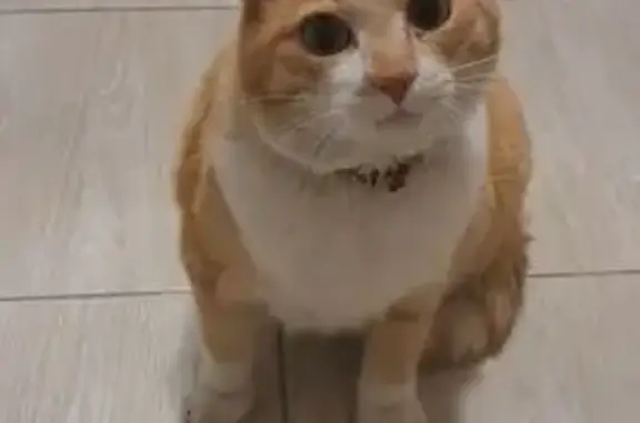 Найдена кошка, Красноярск, фото: Найдена кошка, Красноярский Рабочий 119А