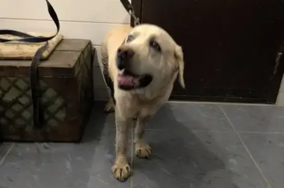 Найдена собака, , фото: Лабрадор найден на Тенистой, 4, Плодопитомник