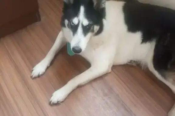 Найдена собака, Московская область, фото: Найдена собака у школы, 14 мкр, Андреевка