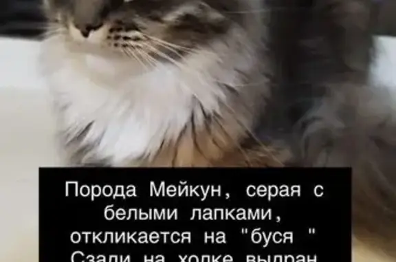 Пропала кошка, Красноярск, ул. Балкона