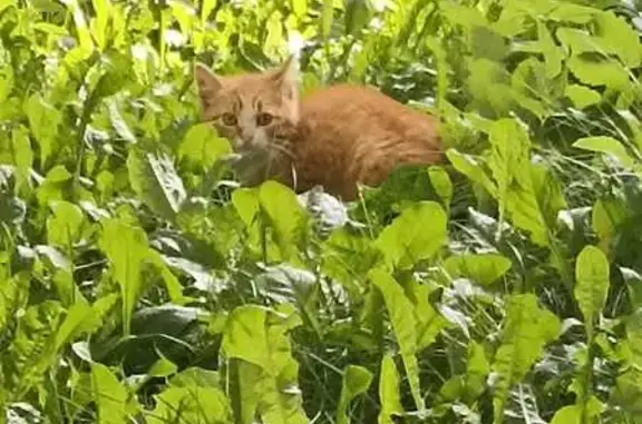 Найдена кошка, Санкт-Петербург, фото: Кошка найдена, Московское шоссе, СПб