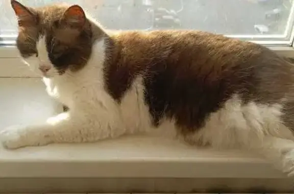 Кошки потеряшки, Осинники, фото: Потеряшка кошка, Береговая ул., Осинники