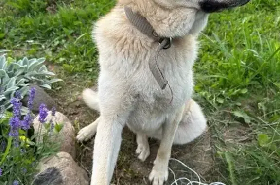Собаки потеряшки, Московская область, фото: Потеряшка собака на Можайском шоссе