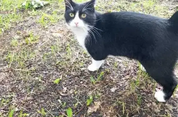 Пропала кошка, ул. Лёни Голикова, 40