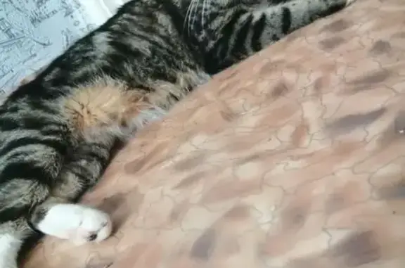 Кошки потеряшки, Орск, фото: Потеряшка кошка, Орский пр., 7, Орск