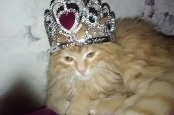 Кошки потеряшки, Санкт-Петербург, фото: Потеряшка кошка, Витебский пр., СПб