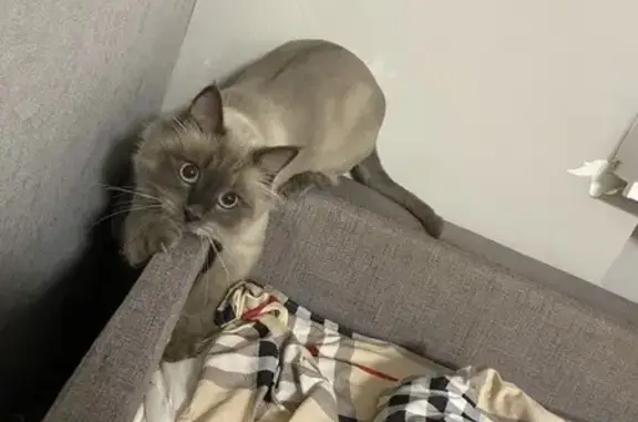 Кошки потеряшки, Казань, фото: Потеряшка кошка, Авангардная 91, Казань