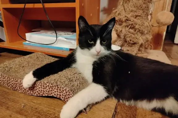 Кошки потеряшки, Санкт-Петербург, фото: Потеряшка кошка, ул. Лёни Голикова, СПб