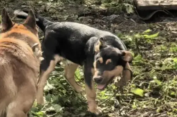 Собаки потеряшки, Ивановская область, фото: Потеряшка собака, Ломы Большие, Ивановская область