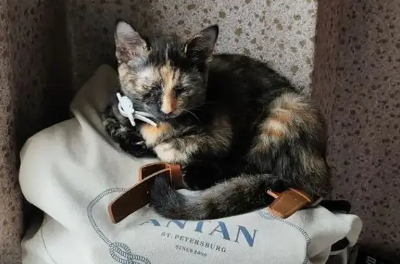 Кошки потеряшки, Абакан, фото: Потеряшка кошка, ул. Кати Перекрещенко 6