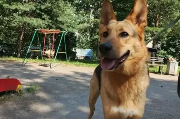 Санкт-Петербург, пр. Просвещения: найдена собака