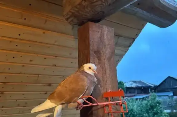 Птица найдена в Золотково, Владимирская обл. - photo