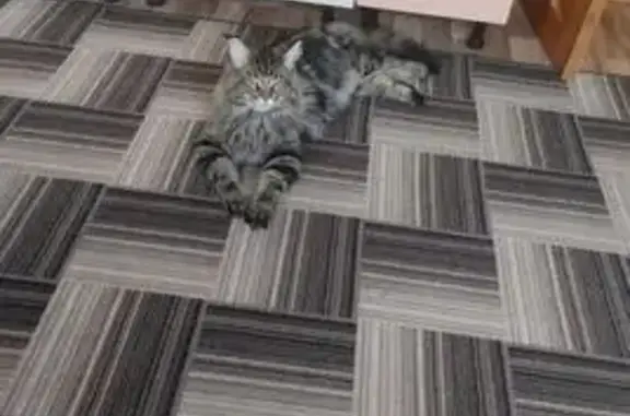 Кошки потеряшки, Шаховская, фото: Потеряшка кошка, Новая ул., Шаховская