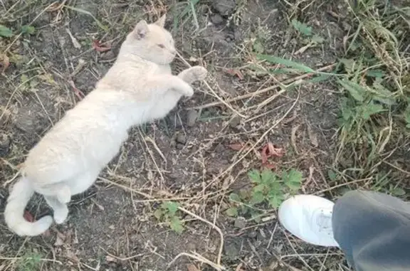 Кошка найдена: ул. Панфиловцев, 89, Тюмень