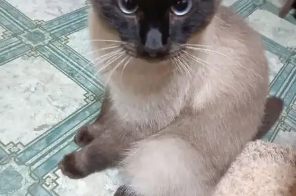 Кошки потеряшки, Железногорск, фото: Потеряшка сиамский кот, Октябрьская ул., Железногорск