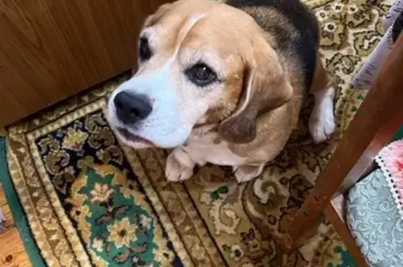 Собаки потеряшки, Московская область, фото: Потеряшка собака, МО, купирован хвост