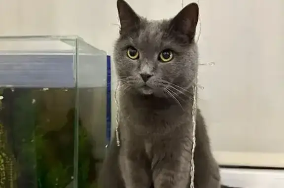 Пропала британская кошка, Энгельса 18