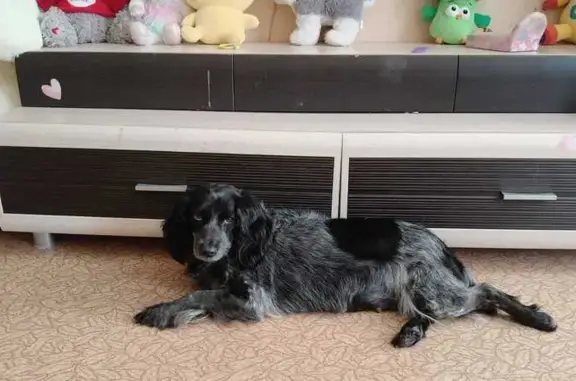 Собаки потеряшки, Владимирская область, фото: Потеряшка собака, Гусь-Хрустальный, ВО