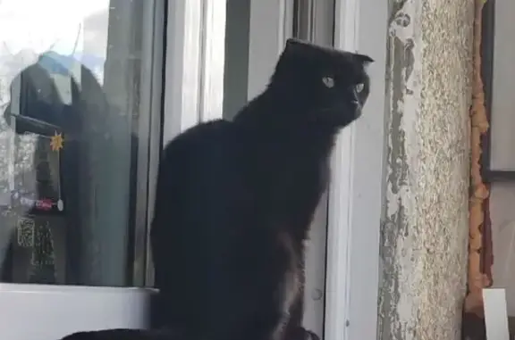 Кошки потеряшки, Красноярск, фото: Потеряшка кошка, ул. Говорова, 52, Красноярск