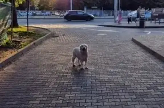 Найдена собака, Калининград, фото: Ретривер у Евроспара, Калининград найден