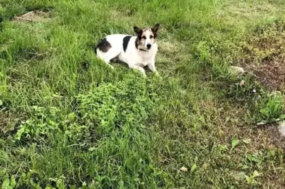 Собака найдена, ул. Кирова, Челябинск