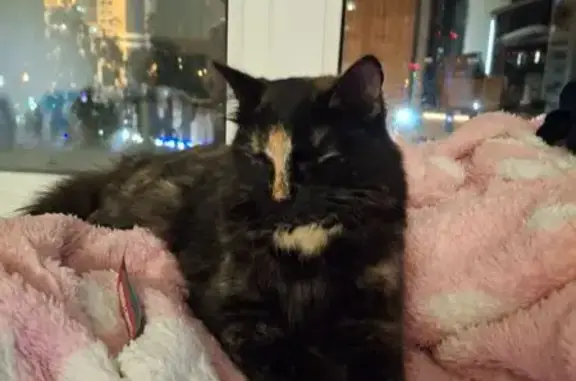 Найдена кошка, Новосибирск, фото: Кошка найдена: ул. Кошурникова, 13