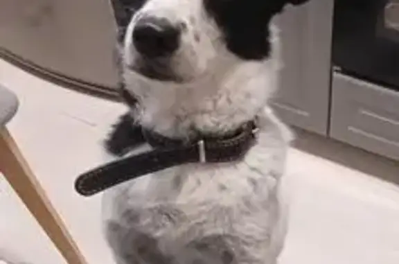 Собаки потеряшки, Самара, фото: Потеряшка собака, пр. Кирова 234, Самара