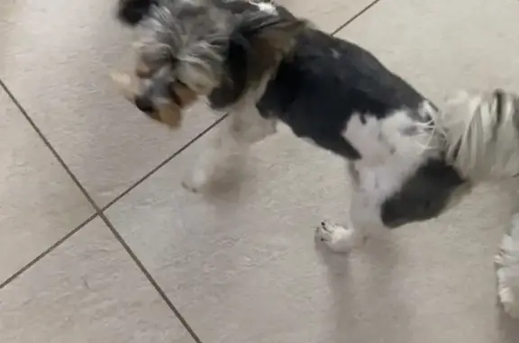 Собаки потеряшки, Новороссийск, фото: Потеряшка собака на Новороссийском шоссе