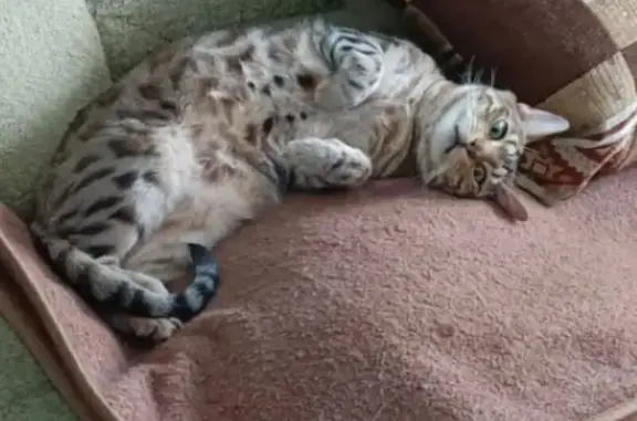 Кошки потеряшки, Лиски, фото: Потеряшка кошка, ул. Чапаева, 57, Лиски