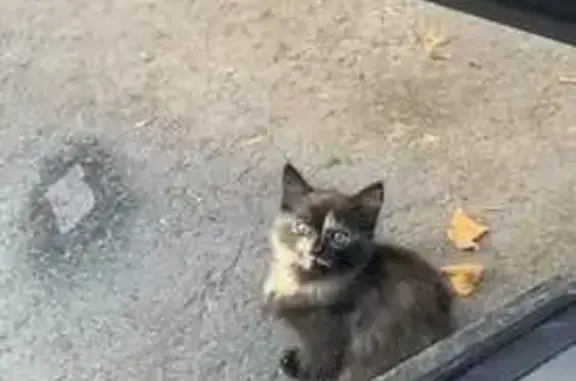 Котенок найден у подъезда Будённого 14