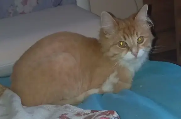 Пропала кошка, ул. Солидарности, 8, Казань