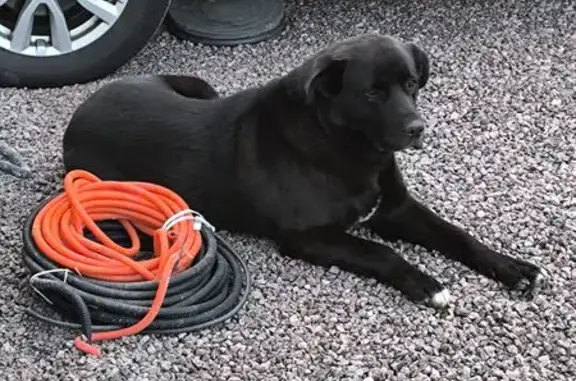 Найдена собака, Ленинградская область, фото: Собака найдена в Первомайском, Ленобласть