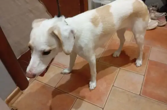 Найдена собака, Курск, фото: Найдена собака у ул. 50 лет Октября, 88Б