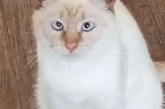 Пропала кошка, ул. Маяковского, 63, Кострома