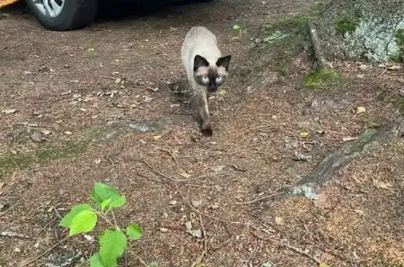 Пропала кошка в Щегловском, Ленобласть