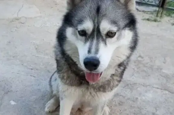 Пропала собака, Кемеровская ул. 17