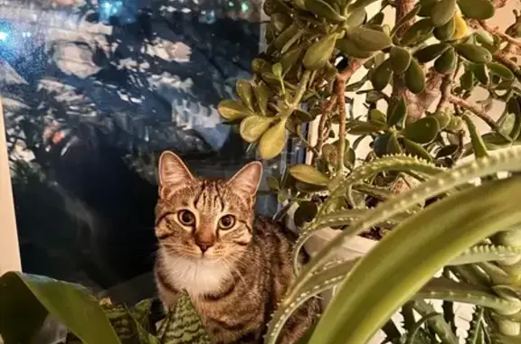 Кошки потеряшки, Улан-Удэ, фото: Потеряшка кошка на Перепелиной, Улан-Удэ