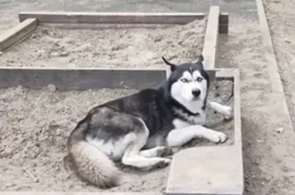 Найдена собака, Ростов-на-Дону, фото: Собака найдена: Медведицкий пер., 67А, РнД