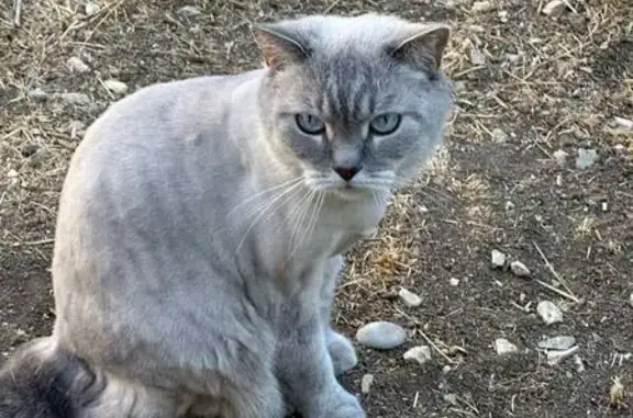 Пропал кот Ник в Заозерном, Песчанка