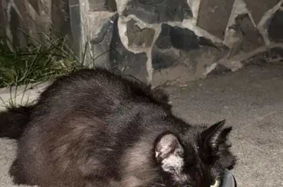 Найденные животные Петрозаводск, фото: Кошка найдена: ул. Чапаева, Петрозаводск