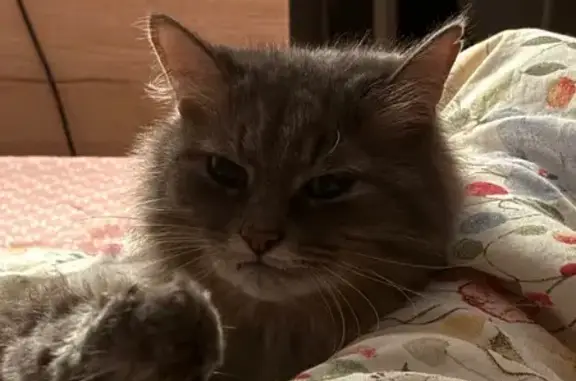 Кошки потеряшки, Сочи, фото: Потеряшка кошка, ул. Кольцова, 42Г, Сочи