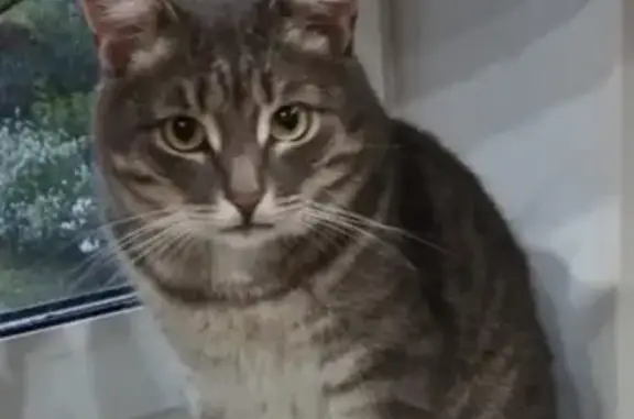 Пропала кошка, Верхоянская ул., Казань