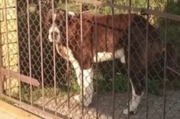 Найдена собака, , фото: Алабай найден в Макаровке, Татарстан