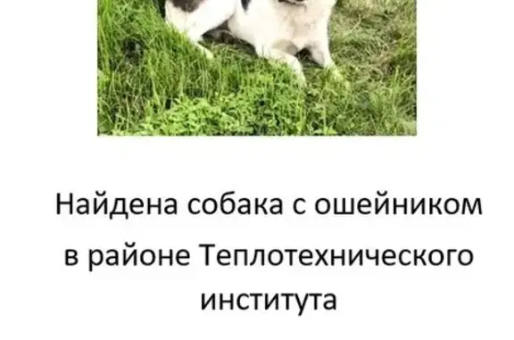 Собака найдена: ул. Кирова, 2А, Челябинск