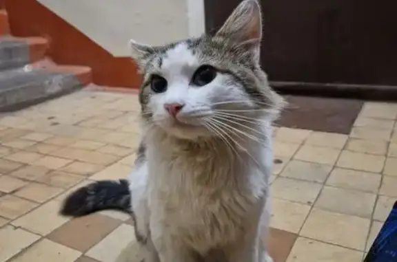 Кошка найдена на Рябинина, 7Б, Йошкар-Ола