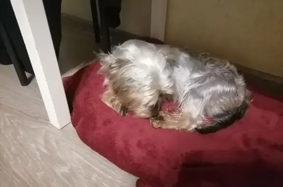 Найдена собака, , фото: Йорк найден: ул. Ленина, 64, Боровск