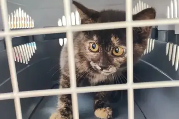 Кошка найдена на ул. Мичмана Павлова, Чебоксары