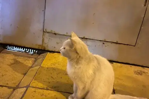 Кошка найдена, 2-я Гражданская ул, Москва