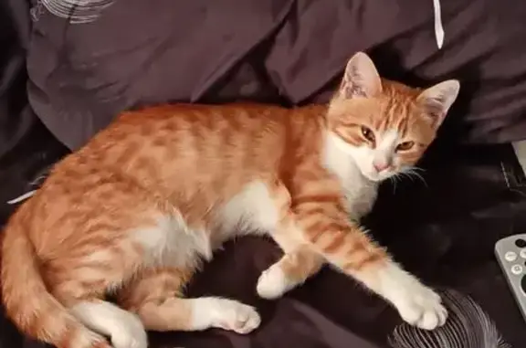 Кошки потеряшки, Санкт-Петербург, фото: Потеряшка кошка, пр. Просвещения 20/25